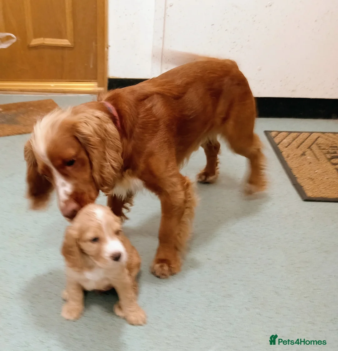 Cocker Spaniel dogs for stud: Bright Cocker for Stud  in Shotts - Advert 12