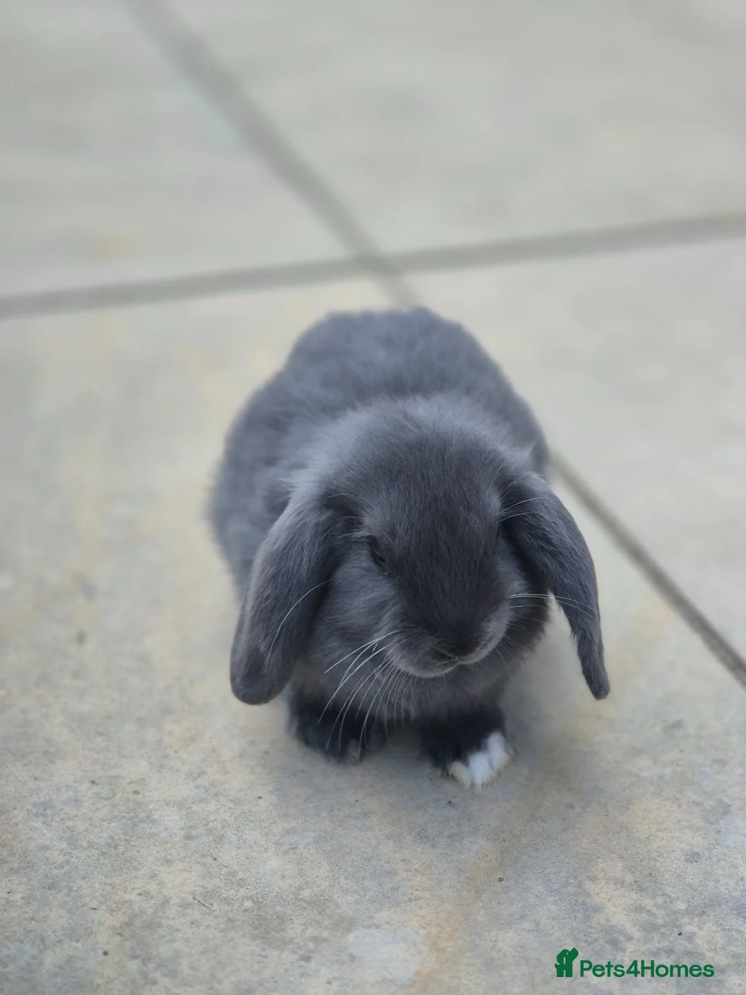 Mini Lop rabbits for sale: Baby lop eared rabbits.   4 SOLD - Advert 2