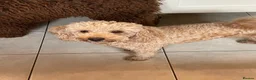Australian Labradoodle dogs for sale: Miniature Australian labradoodles in Manchester - Advert 2