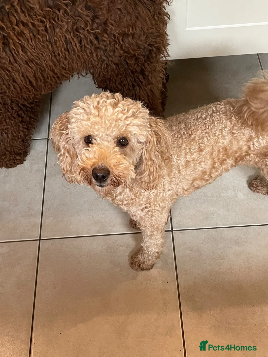 Australian Labradoodle dogs for sale: Miniature Australian labradoodles in Manchester - Advert 2