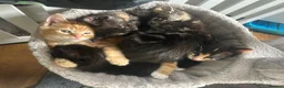 Mixed Breed cats for sale: Playful kittens and mother - Advert 17