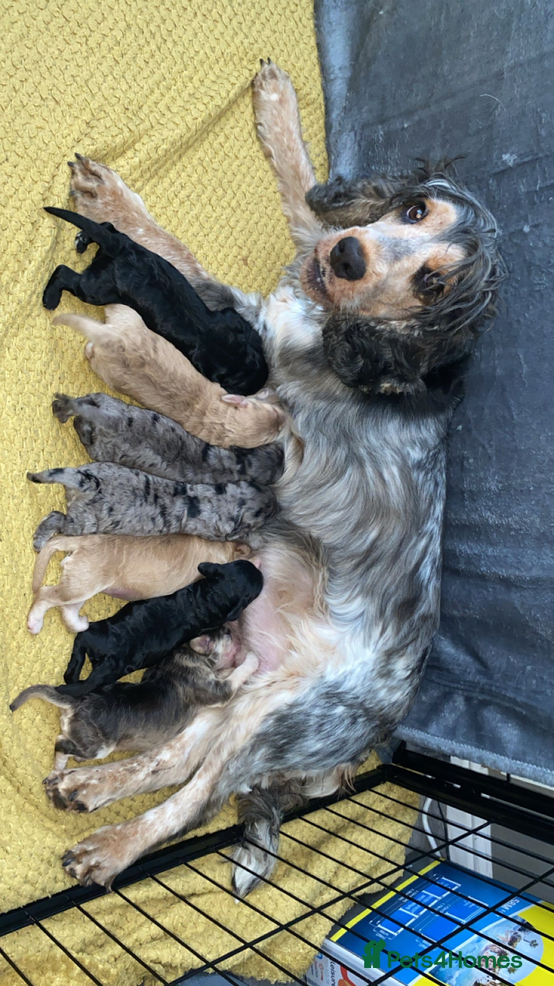 Cockapoo dogs for sale: Beautiful 5⭐️ F1 Cockapoos! - Image 12