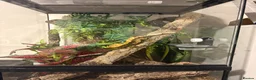 Gecko reptiles for sale: Crested gecko and full bio active tank  - Advert 6