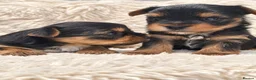 Yorkshire Terrier dogs for sale: Gorgeous boys! - Advert 6