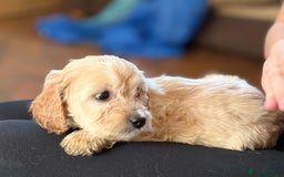 Mixed Breed dogs for sale: 8 hybrid puppies ready the (3rd of October) - Image 30