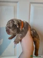 English Bulldog Puppy 7