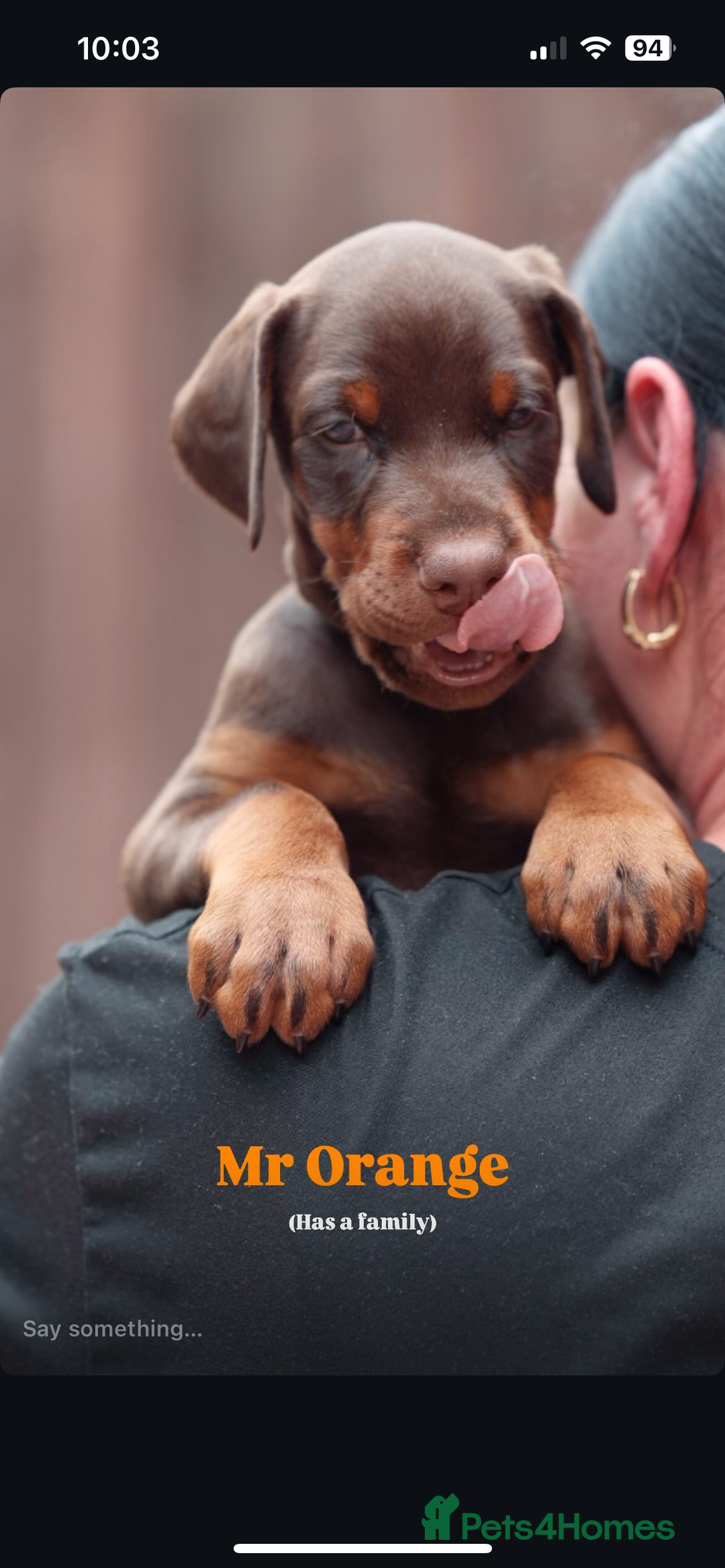 Dobermann dogs for sale: Exceptional Confident European Doberman puppies - Image 9