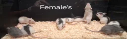 Rat rodents for sale: Baby Dumbo Rat's available, Males & Females  - Advert 10