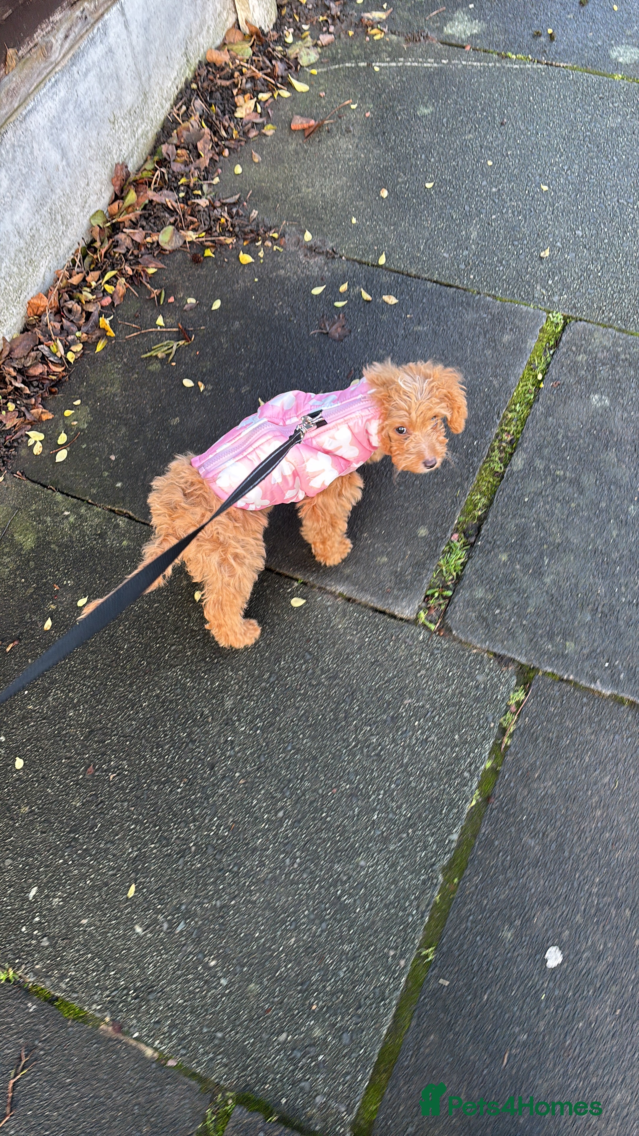 Cockapoo dogs mini cockapoo female  - Advert 1