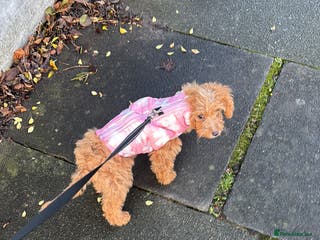 Cockapoo dogs mini cockapoo female - Advert 2