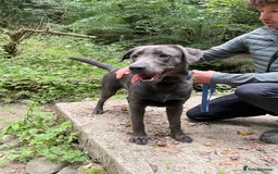 Labrador Retriever dogs for sale: Beautiful Berti  - Image 1