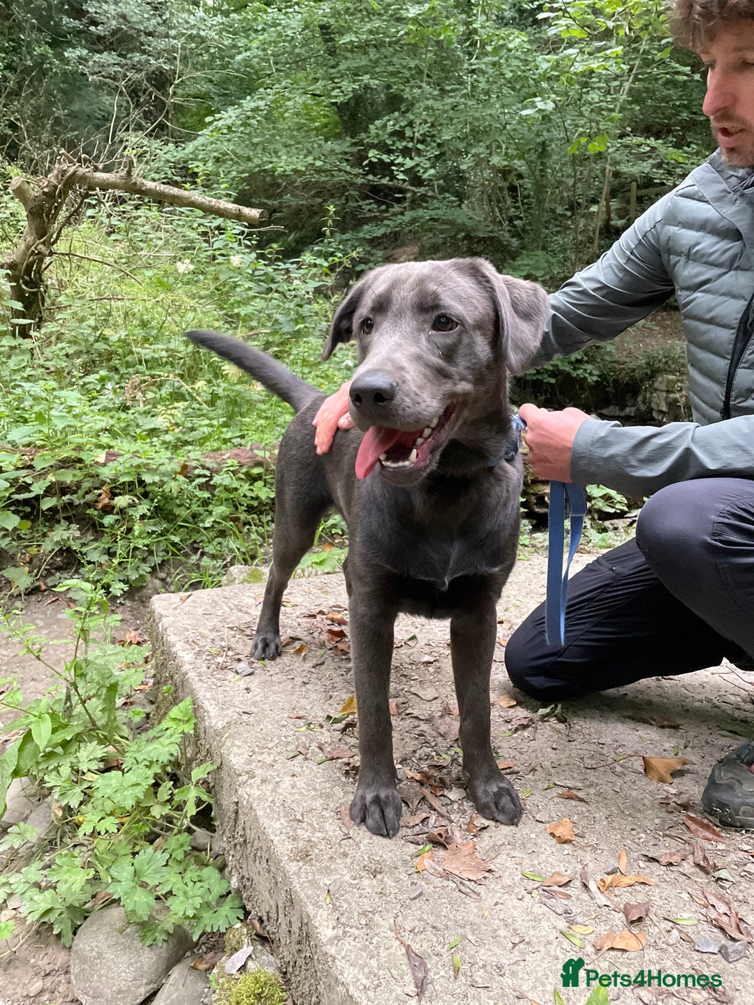 Labrador Retriever dogs for sale: Beautiful Berti  - Image 1