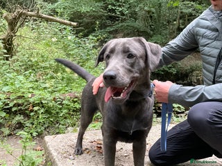 Labrador Retriever dogs - Advert 2