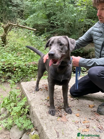 Labrador Retriever dogs - Advert 1