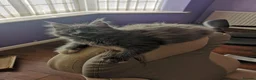 Maine Coon cats for sale: Maine Coon kittens - Advert 7