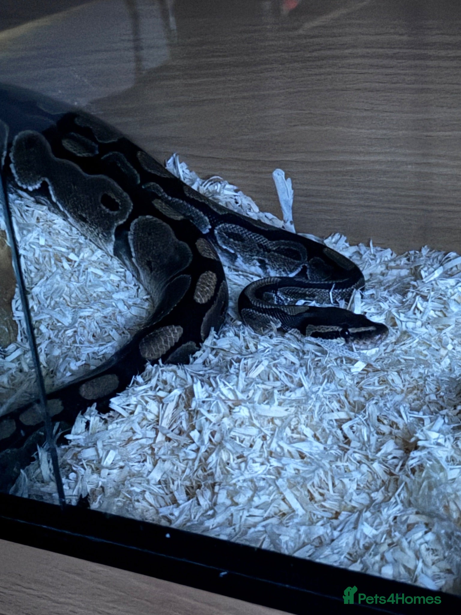 Python Snake reptiles Female Royal Ball Python + Full Enclosure Setup - Advert 1