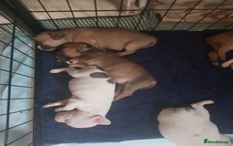 Mixed Breed dogs for sale: Frenchie X staffy - Image 30