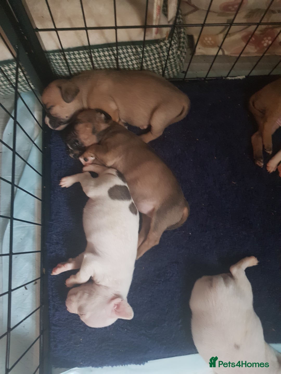 Mixed Breed dogs for sale: Frenchie X staffy - Image 30
