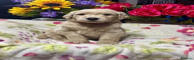 Goldendoodle 5