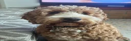 Cockapoo dogs for stud: Handsome F1 miniature cockapoo for stud in Spalding - Advert 7