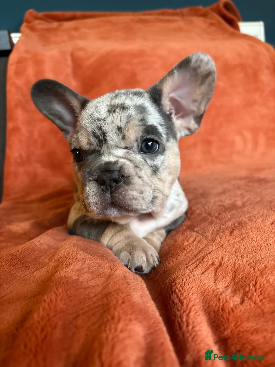 French Bulldog dogs for sale: *REDUCED*❤️‍🔥 - Advert 27