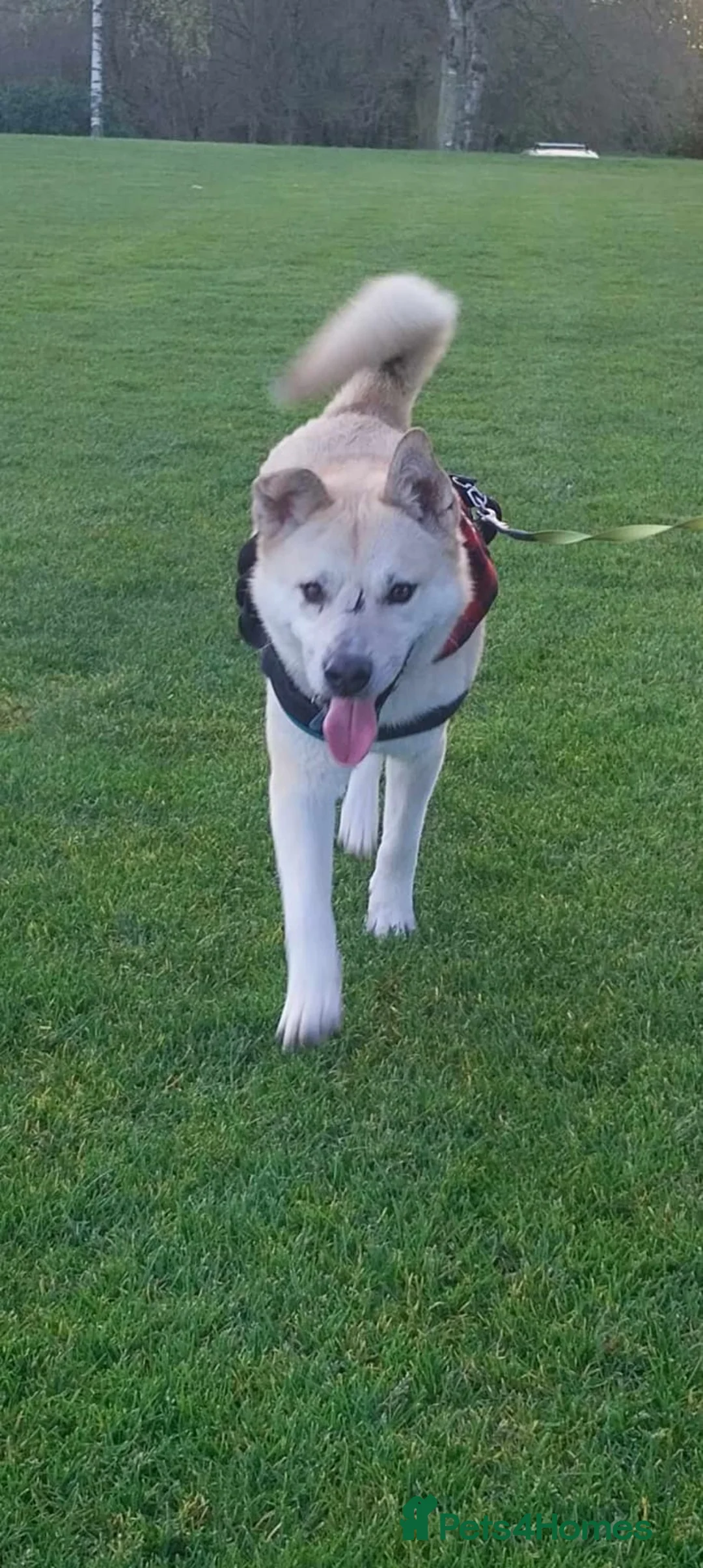 Mixed Breed dogs for adoption: Handsome Fivos Huskey X Shepherd in Norwich - Advert 15