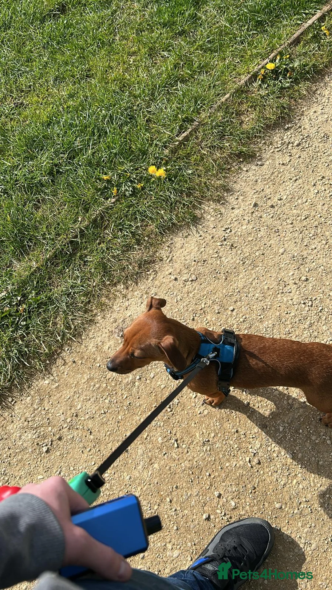 Mixed Breed dogs for sale: Daffie (dachshund X staffie) Rolo in Barnstaple - Advert 2