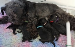 Miniature Schnauzer dogs for sale: Beautiful KC Miniature Schnauzer Puppies  - Image 14