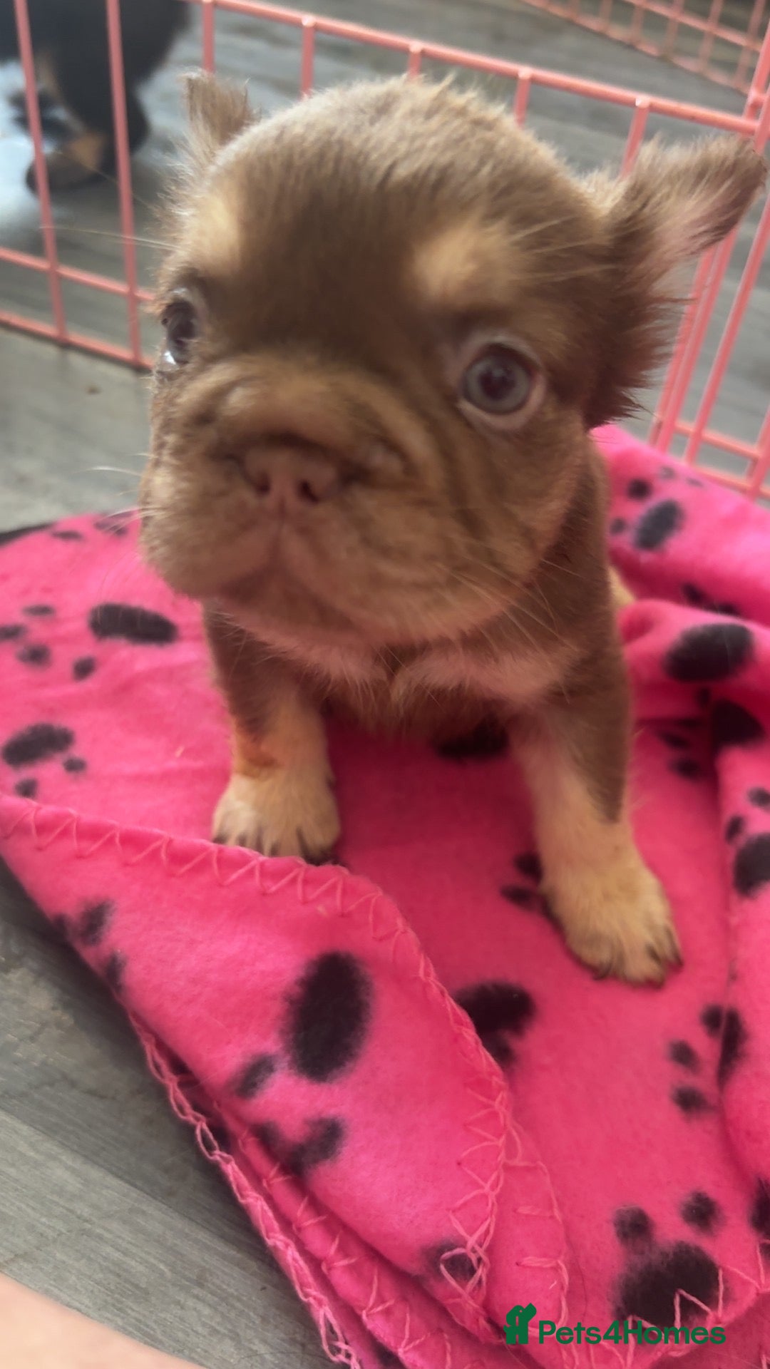 French Bulldog dogs Fluffy French bulldog - Advert 2