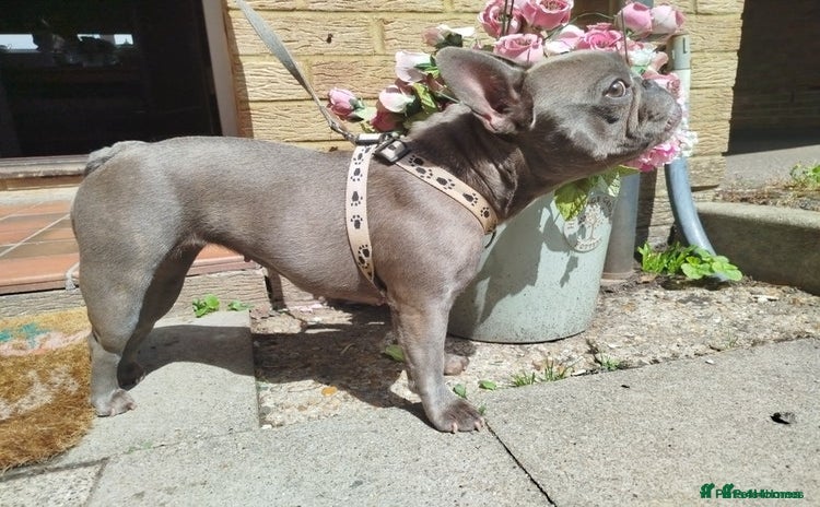 French Bulldog dogs - Advert 13