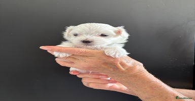 Maltese dogs - Advert 2