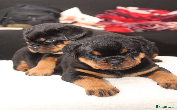 Rottweiler dogs Exceptional Rottweiler Puppies - Advert 5