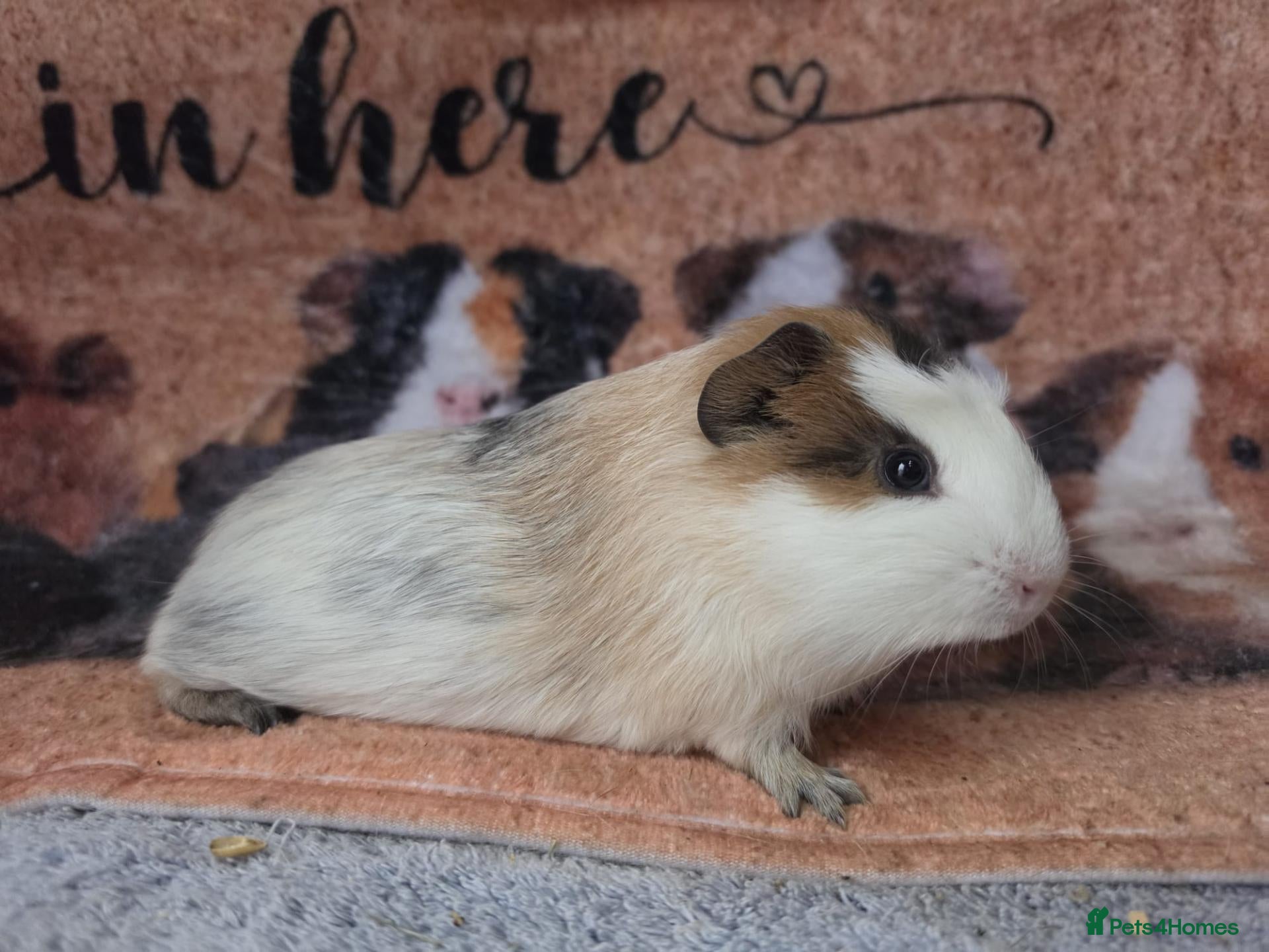 Guinea Pig rodents for sale: Guinea pig boars pet homes  - Advert 1