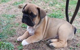 French Bulldog dogs for sale: BINGO  - Image 1