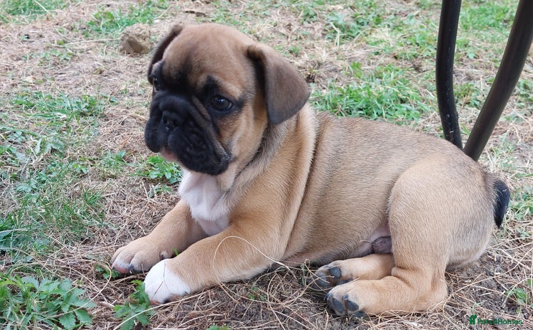 French Bulldog dogs - Advert 1