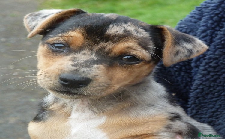 Jack Russell dogs - Advert 3