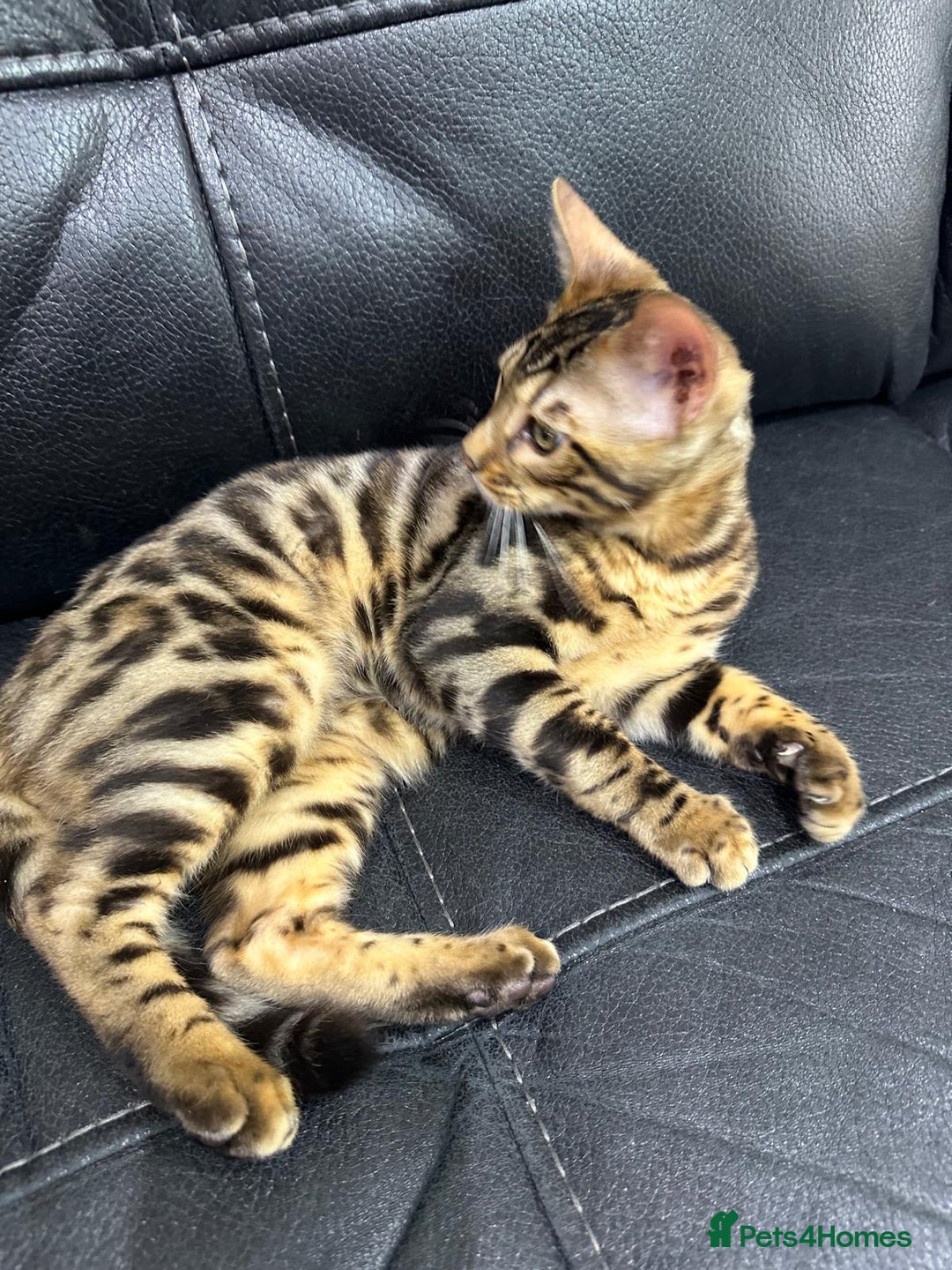 Bengal cats for sale: Exceptional European Tica registered male Bengal   - Image 6