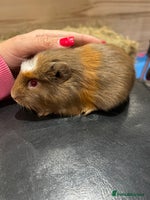 Guinea Pig rodents - Advert 16