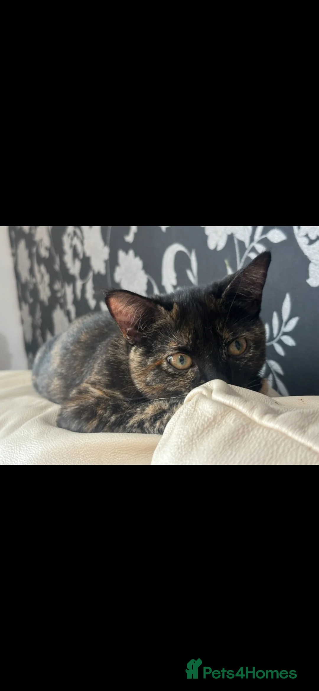 Mixed Breed cats for sale: Female tabby kitten, 4.5 months old in Weston-super-Mare - Advert 6