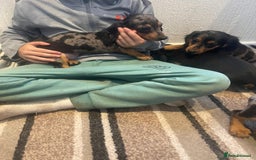 Dachshund dogs for sale: Stunning dachshund puppies for sale males  - Image 9