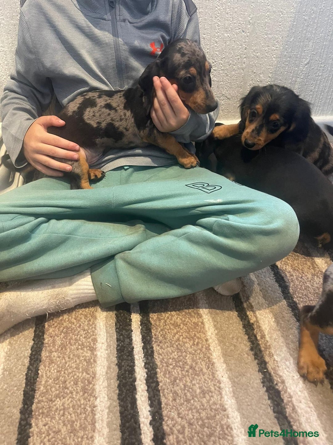 Dachshund dogs for sale: Stunning dachshund puppies for sale males  - Image 9