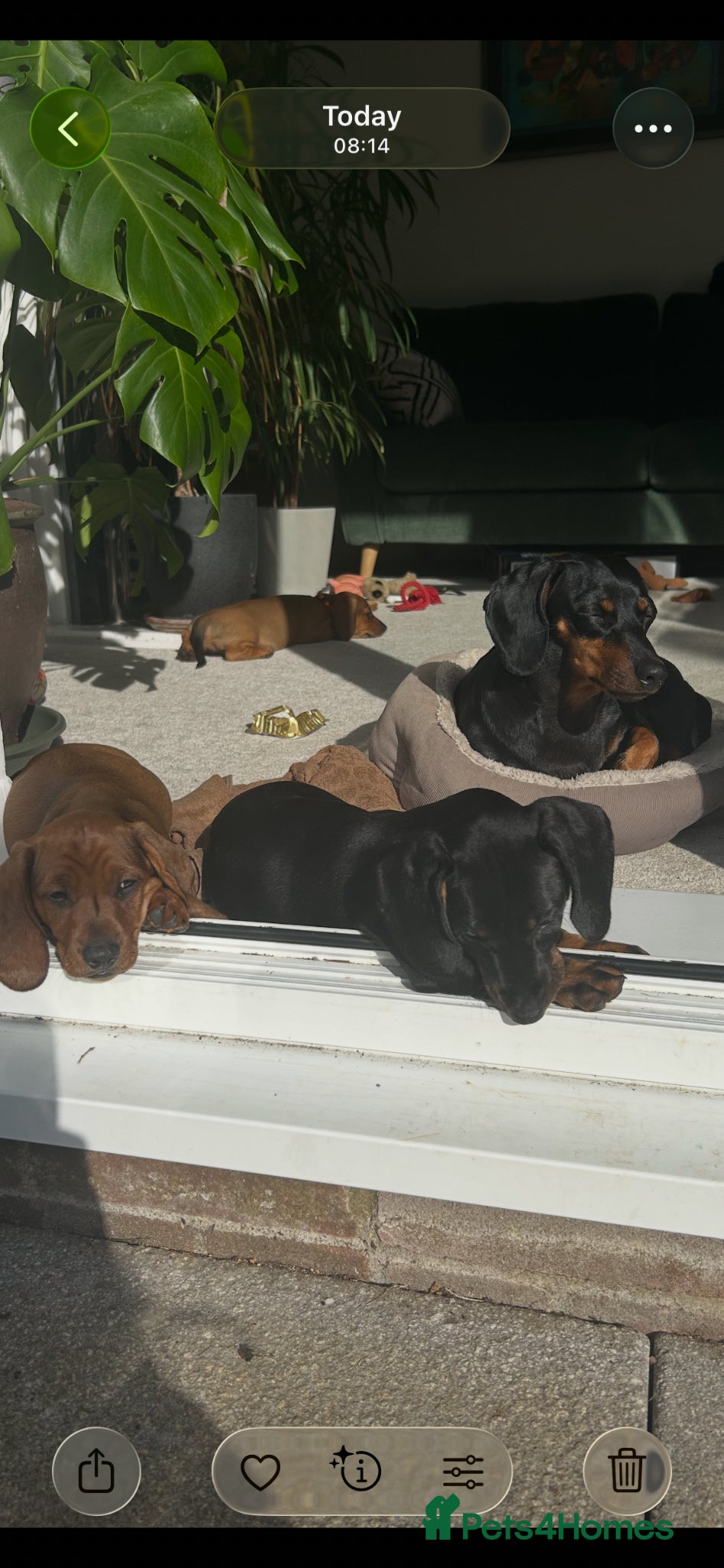 Dachshund dogs Standard Dadhshunds - Advert 1