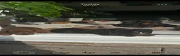 Dachshund dogs for sale: Standard Dadhshunds in Buckingham - Advert 1