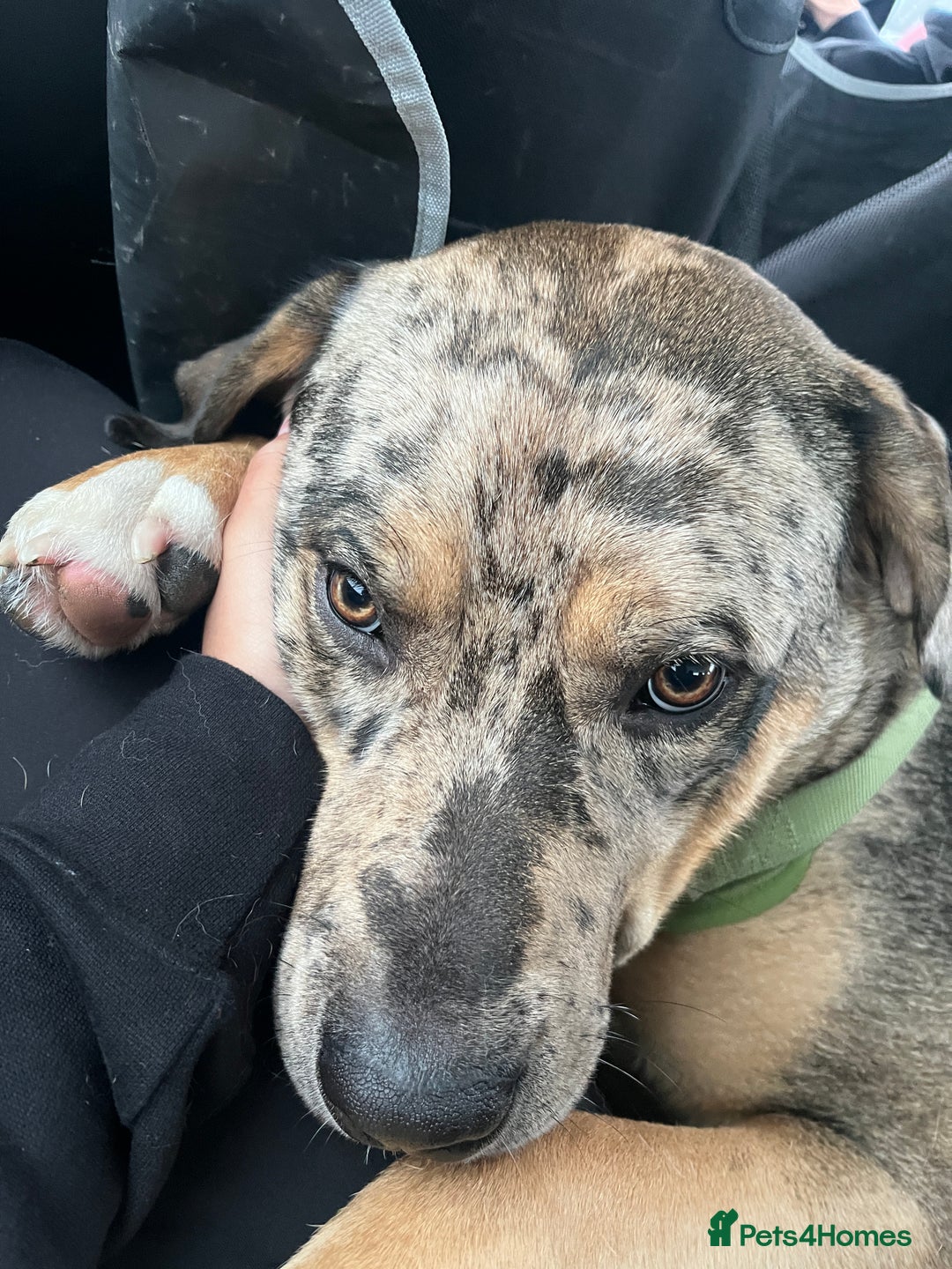 Mixed Breed dogs for sale: 1-year old mixed looking for forever home. - Advert 8