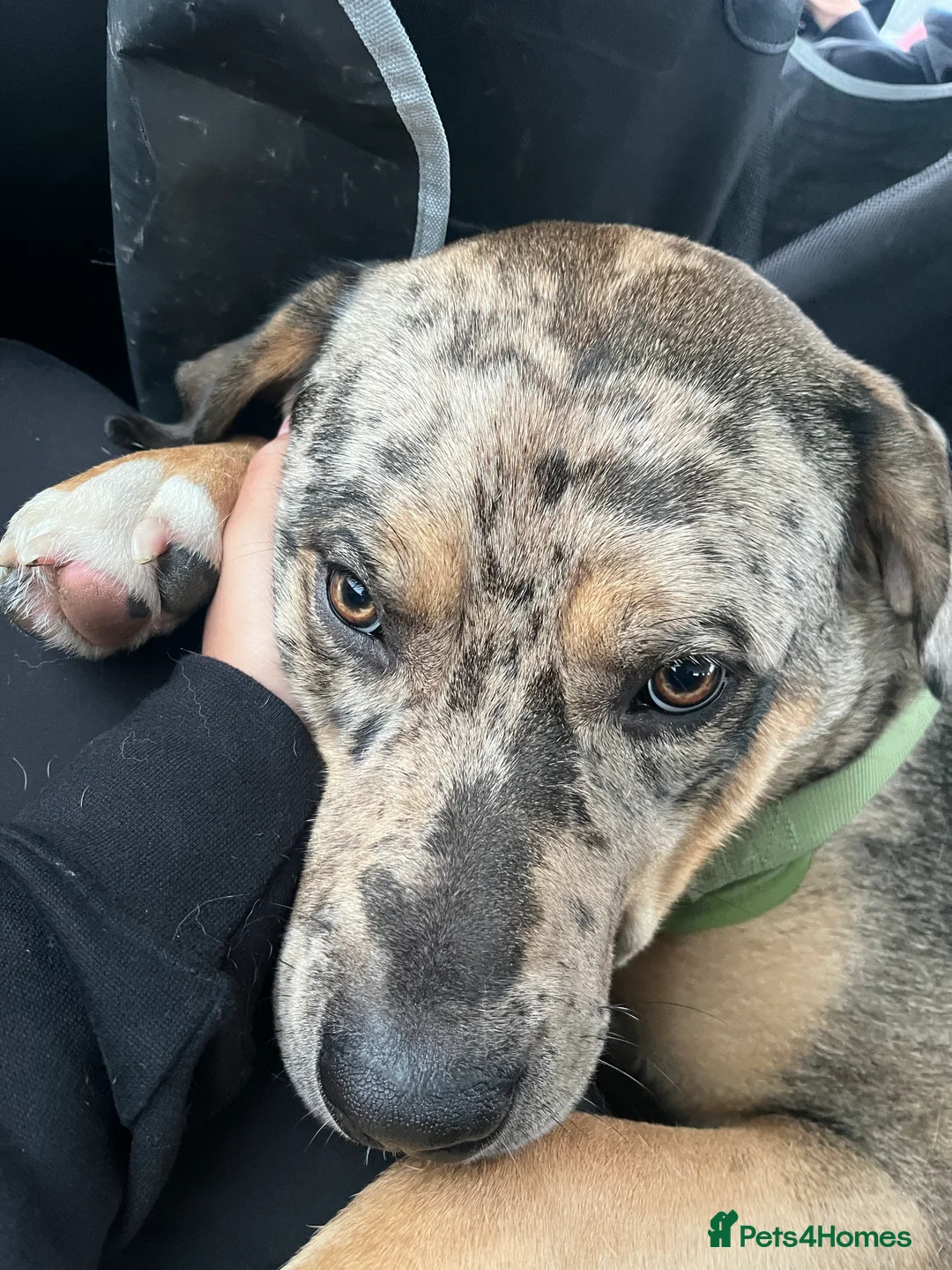 Mixed Breed dogs for sale: 1-year old mixed looking for forever home. - Advert 8