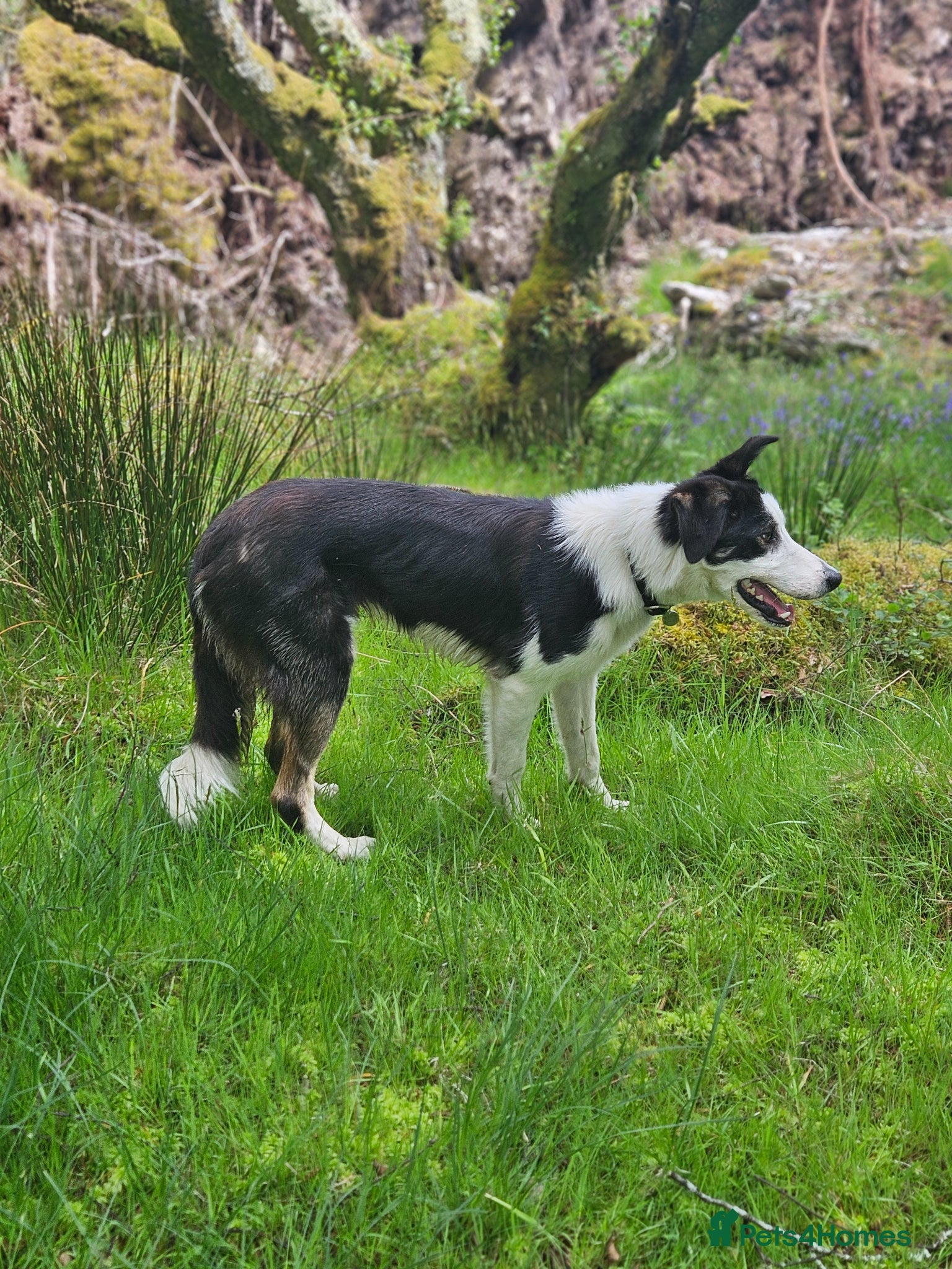 Border Collie dogs ISDS Reg Border Collie - Advert 9