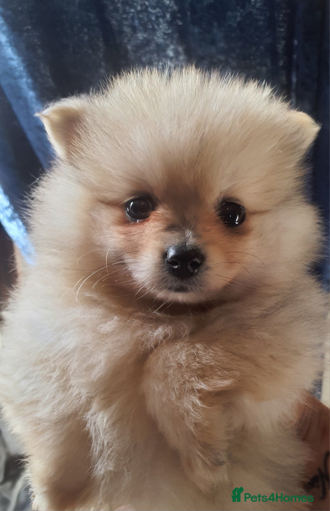 Pomeranian dogs for sale: Outstanding Tiny Pomeranian Puppies - Image 6