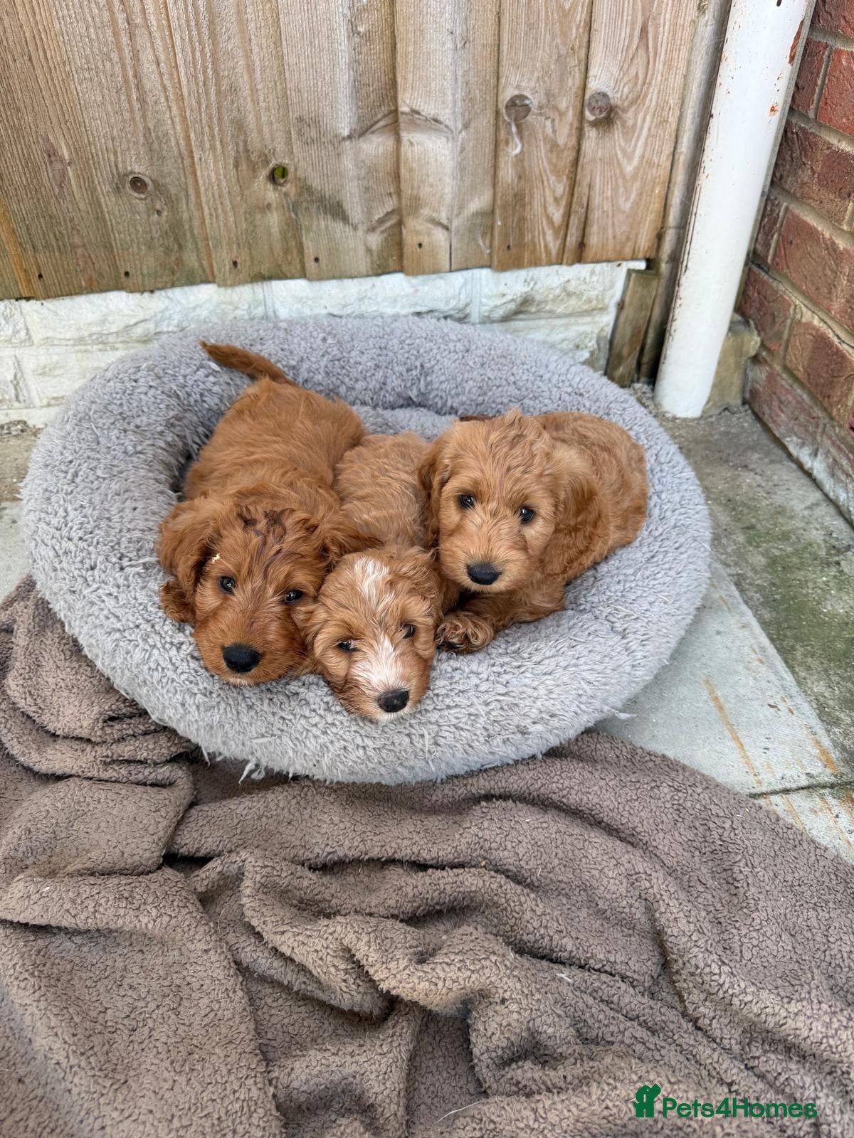 Cockapoo dogs Beautiful Cockerpoo puppie READY TO GO NOW  - Advert 2