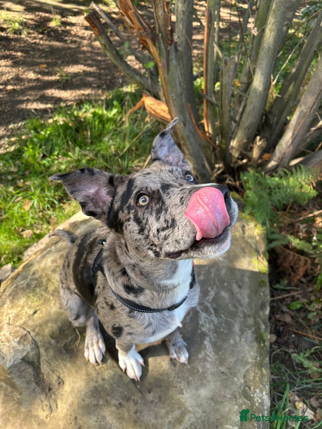 Mixed Breed dogs for sale: Whippet X border collie  - Advert 9