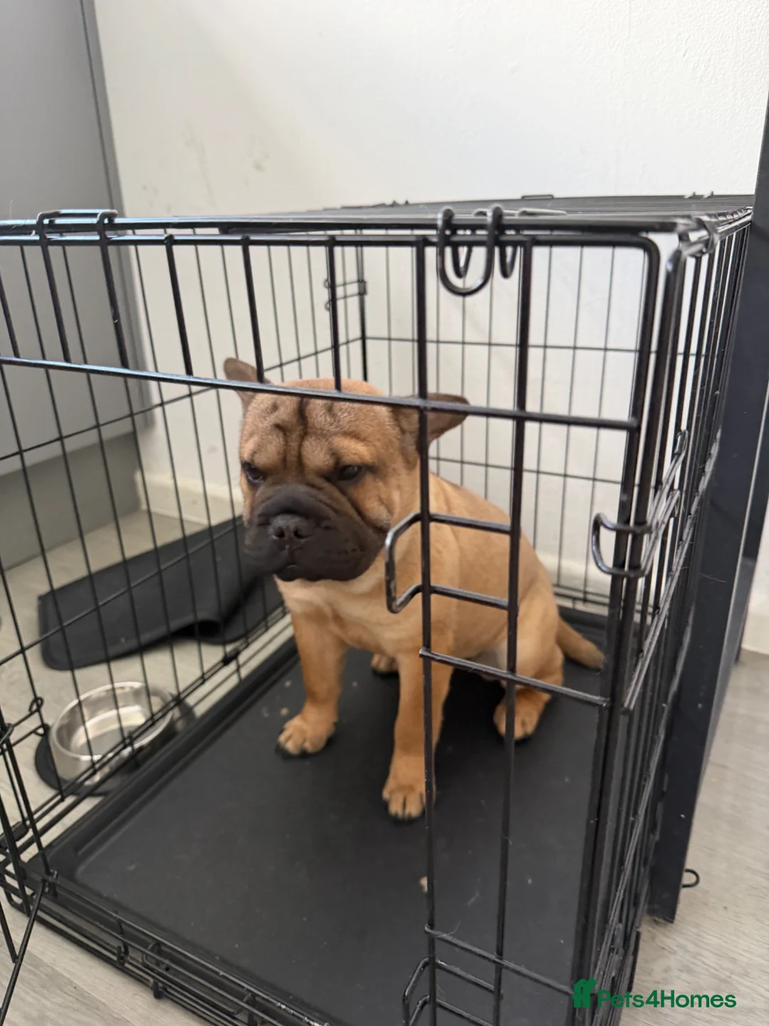Mixed Breed dogs for sale: French Bull + Sharpei in Birmingham - Advert 2